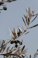 Load image into Gallery viewer, Musa Venus Face Oil